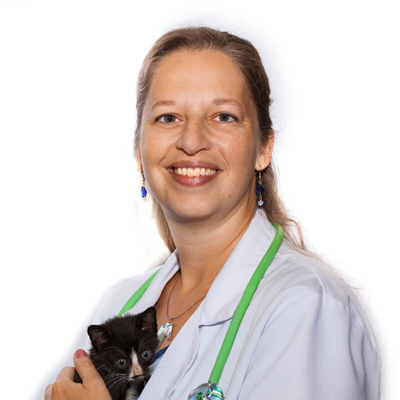 dr k vet clinic