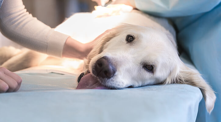 Anesthesia & Patient Monitoring