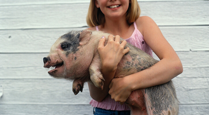 Pot-Bellied Pig Spay/Neuter