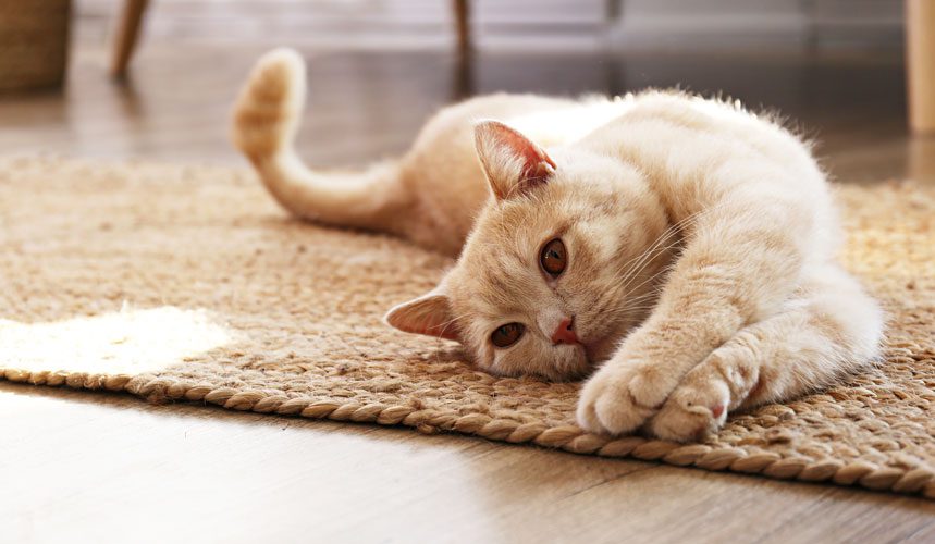 Cat Rug