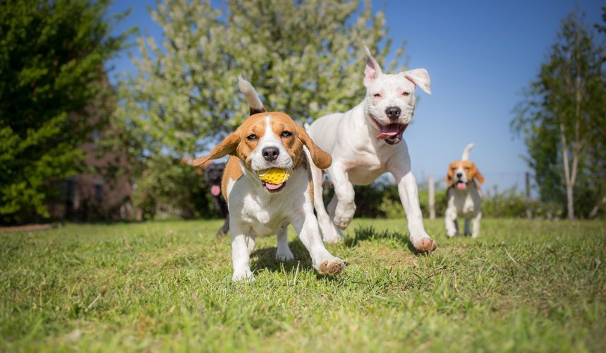 3 Dog Ball