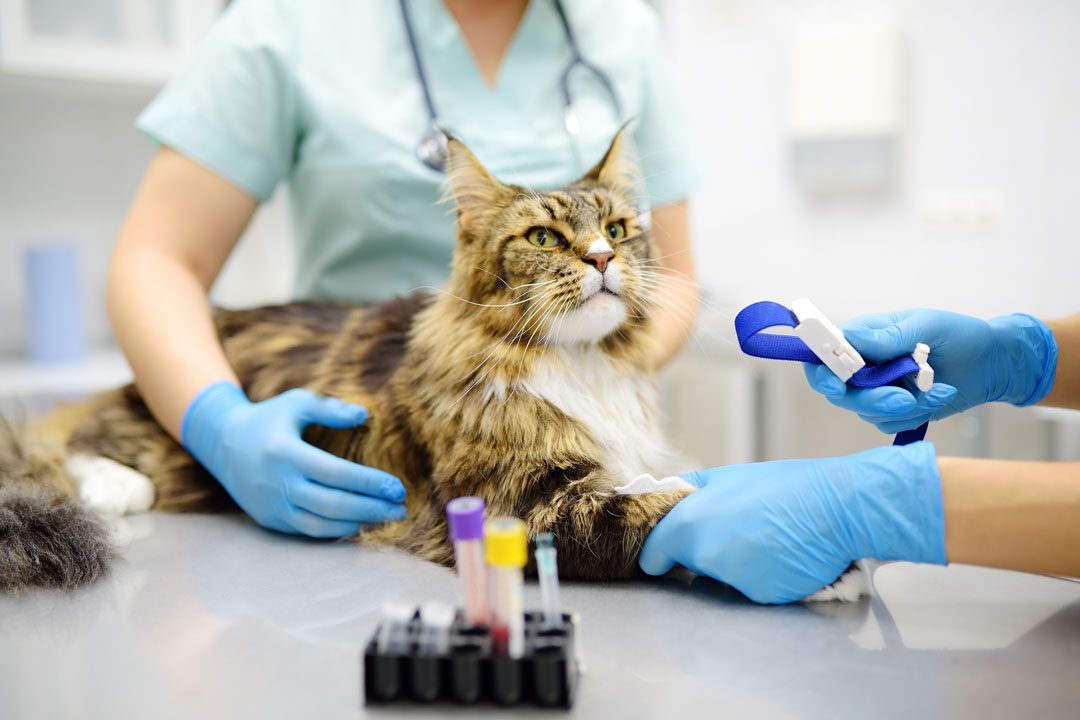 veterinary-lab-testing Cat Getting A Checkup
