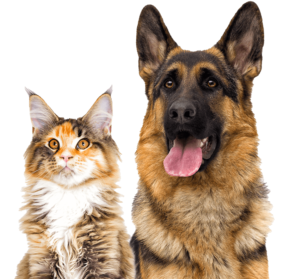 German Shepherd And Fluffy Cat German Shepherd And Fluffy Cat