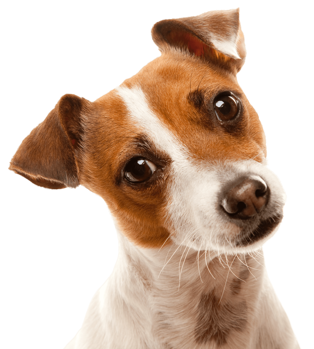Jack Russel Terrier Jack Russel Terrier