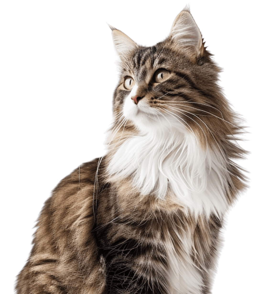 Norweigan Forest Cat Norweigan Forest Cat