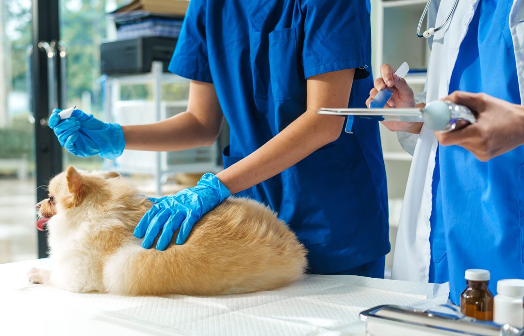 Two Veterinarins Examining Small Dog Two Veterinarins Examining Small Dog