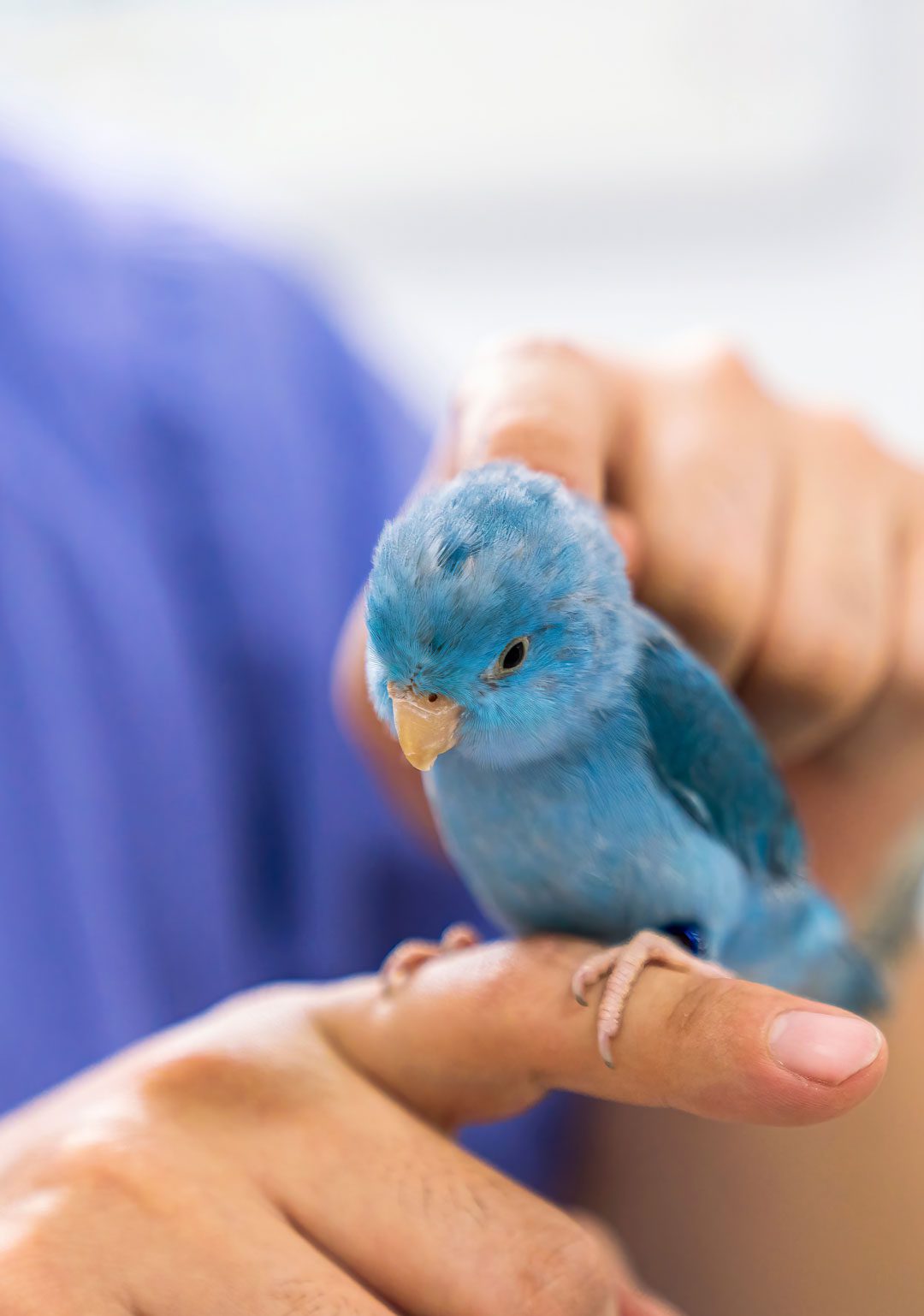 Veterinarian Examining Small Blue Bird Veterinarian Examining Small Blue Bird