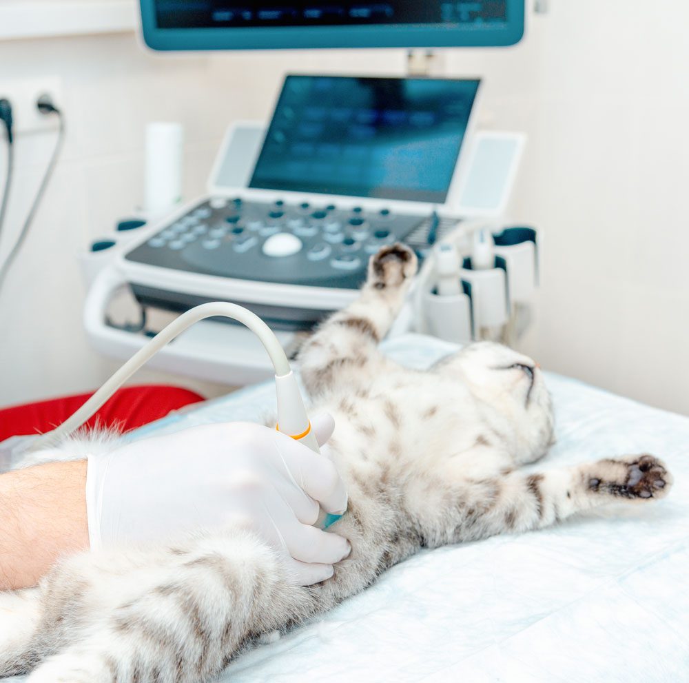 cat-and-dog-ultrasound-beverly-hills-fl Cat On Back Getting Ultrasound