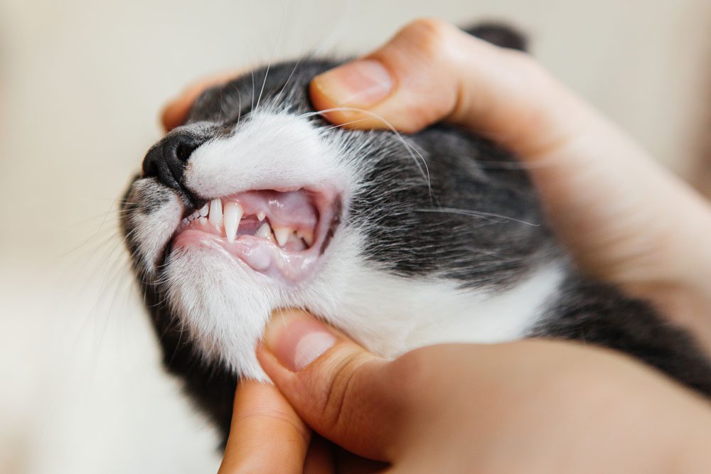 pet-dental-care-beverly-hills-fl Cat Forced to Show Teeth