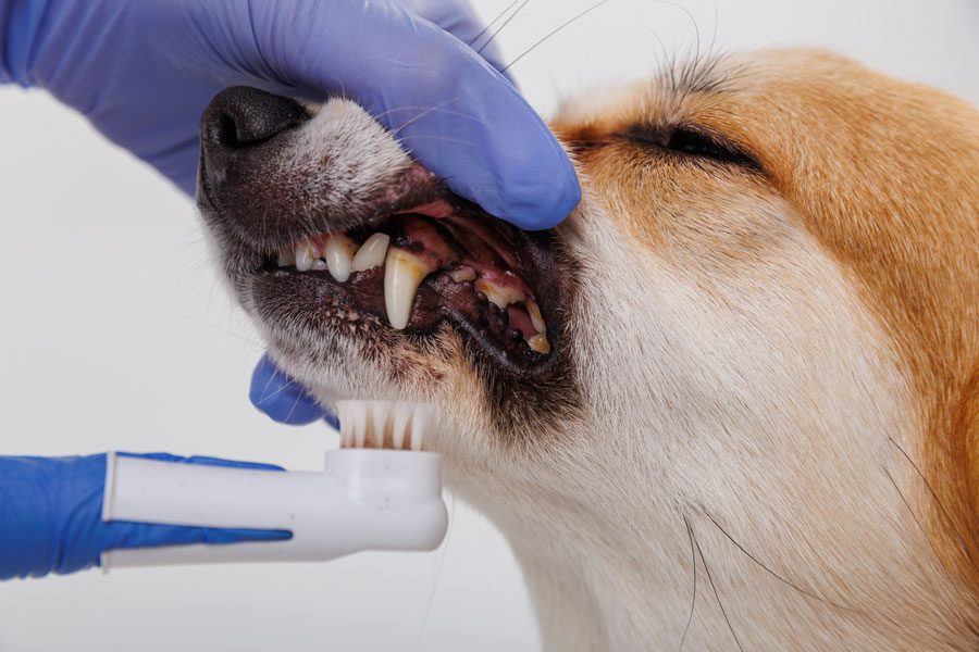 pet-dental-vet Dog Getting Teeth Brushed