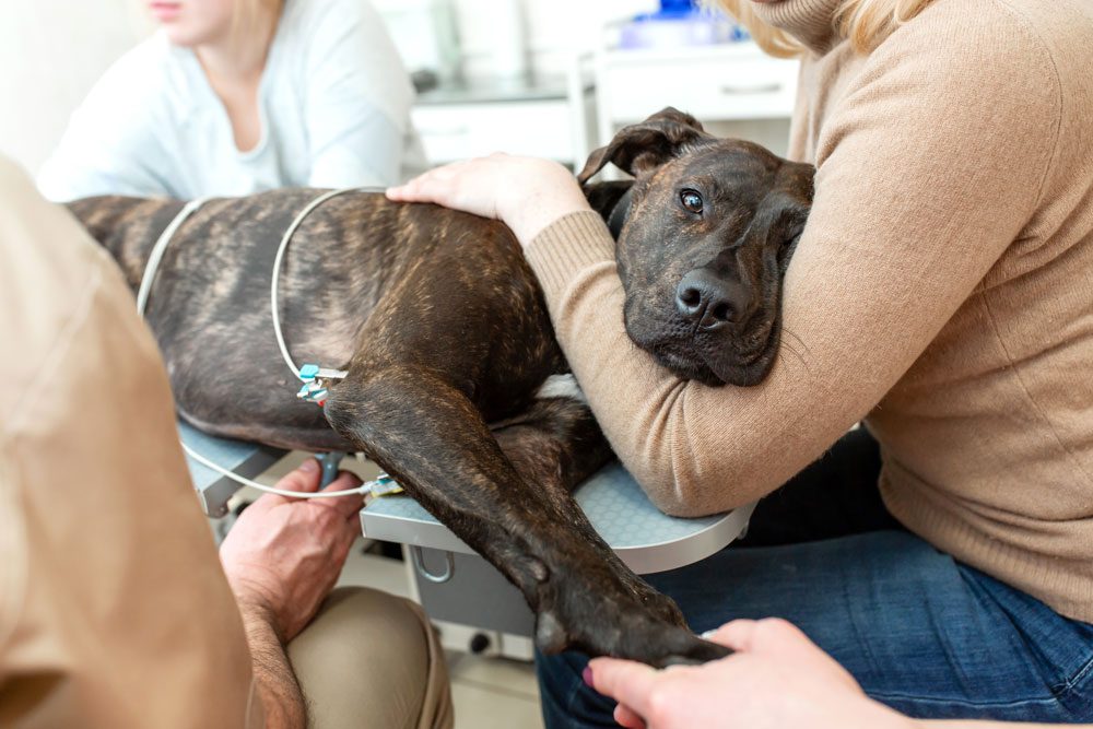 cat-and-dog-echocardiogram-beverly-hills-fl Brown Dog With Owner Getting Heart Checked By Vet