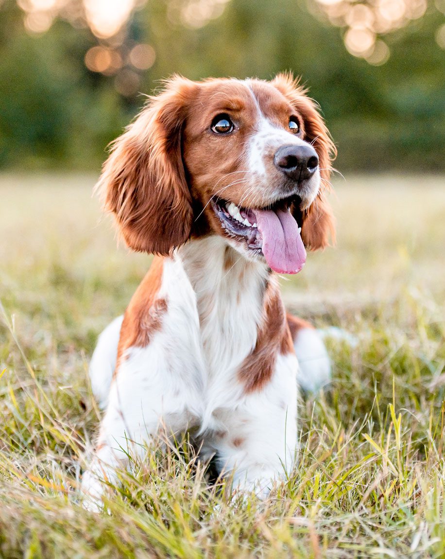 Happy Dog Laying In Grass
