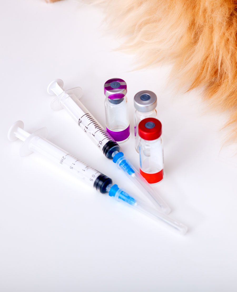 Vaccines For Pets Many Vaccines For Cats and Dogs