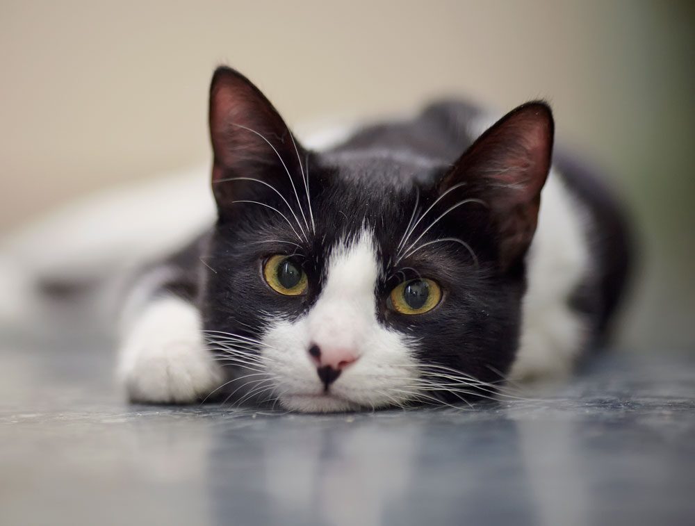 Black And White Cat Lying Down
