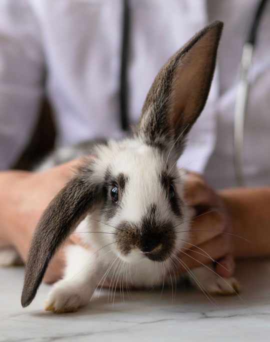 exotic-animal-vet-beverly-hills-fl Black And White Rabbit With Vet