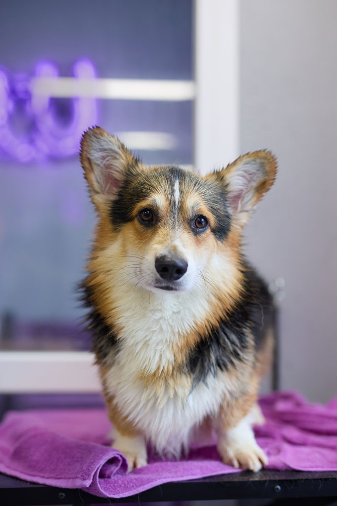 Corgi After Bath At Vet On Towel