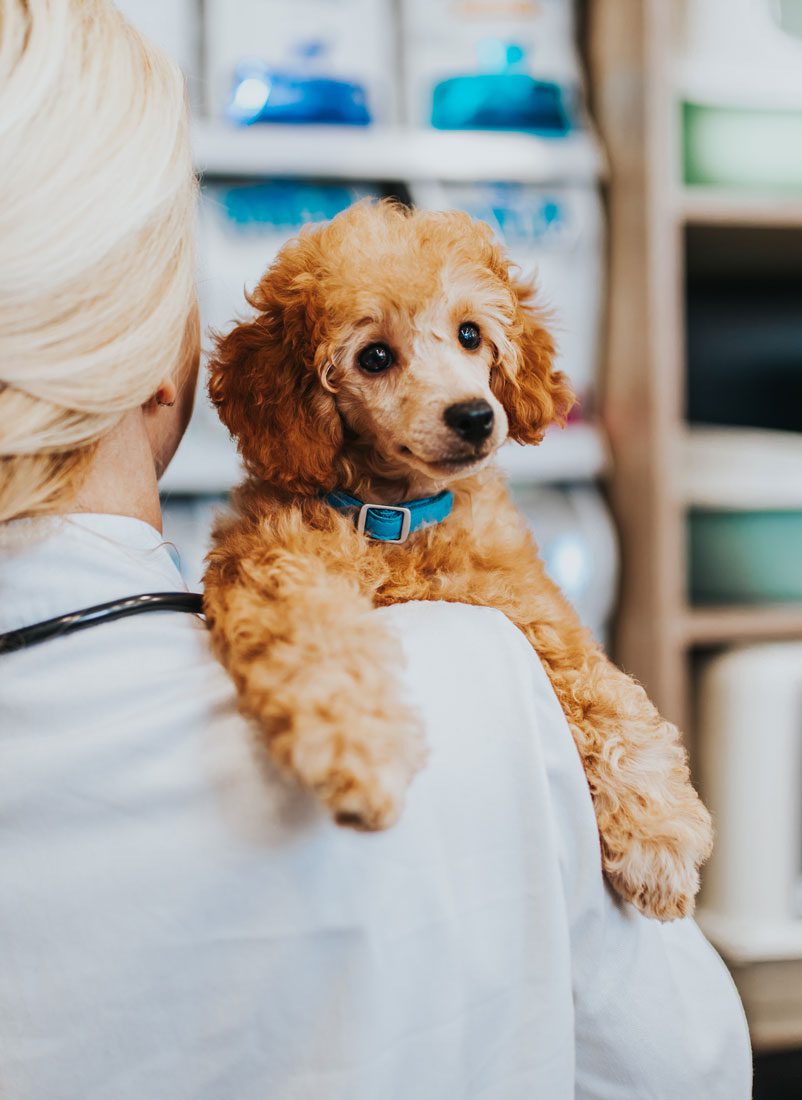 Curly Haired Dog Held By Blonde Vet