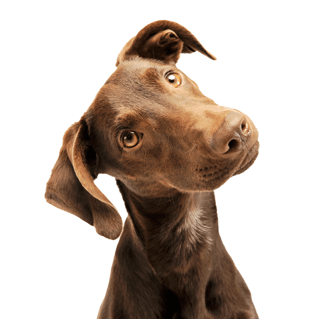 phovia-light-therapy-for-dogs-cats-horses-beverly-hills-fl Cute Puppy With Head Tilted To The Side
