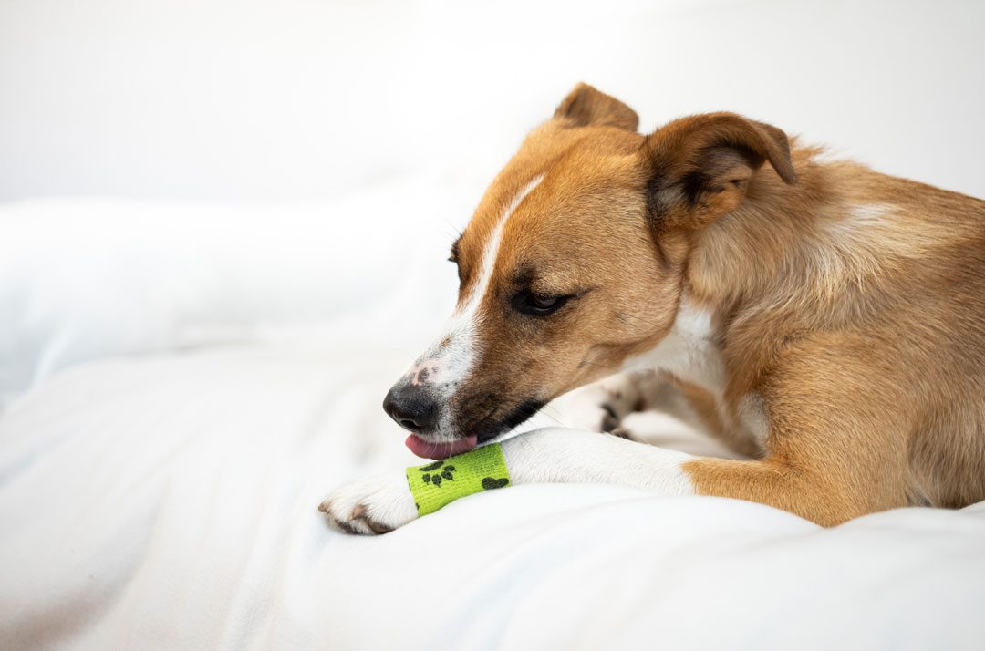 phovia-light-therapy Dog Licking Its Wound