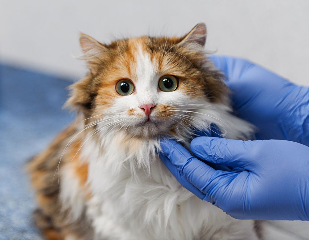 same-day-veterinarian Exam On Sick Kitten By Vet