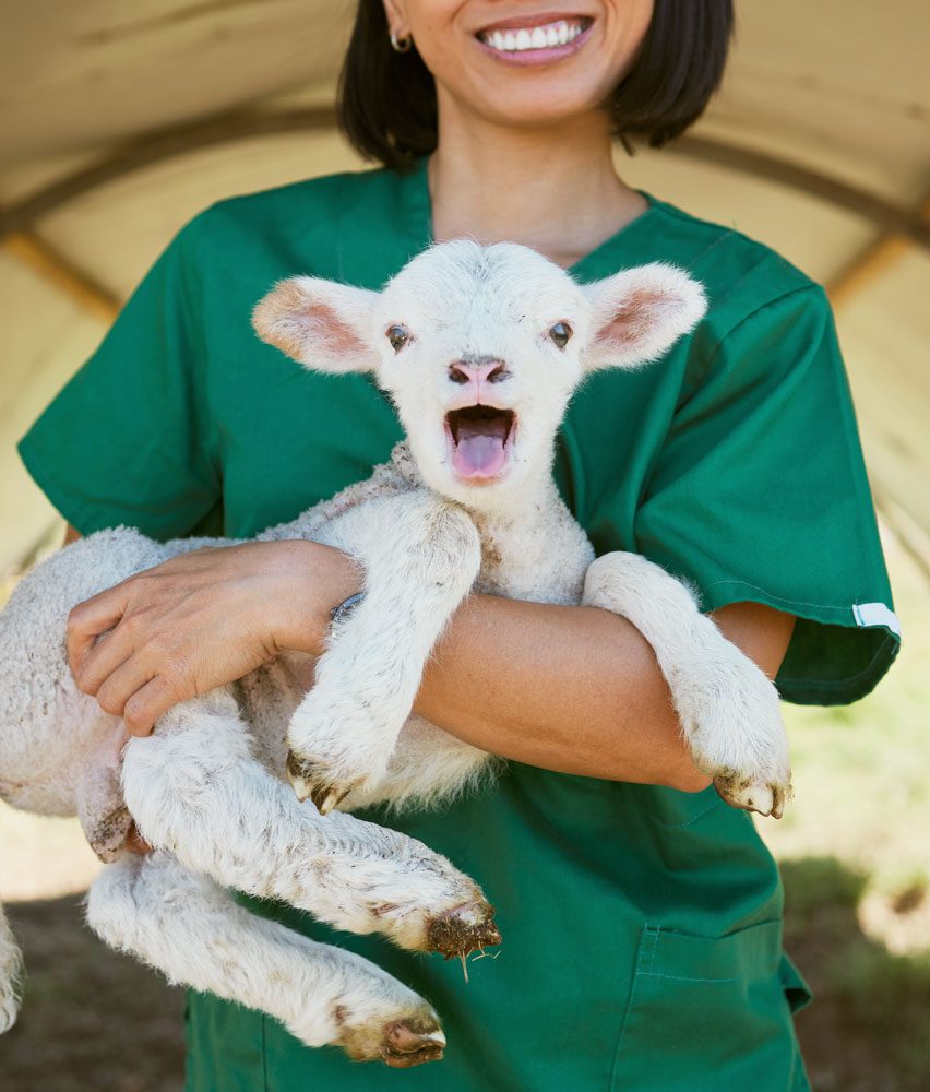 farm-veterinarian Goat Held By Smiling Vet