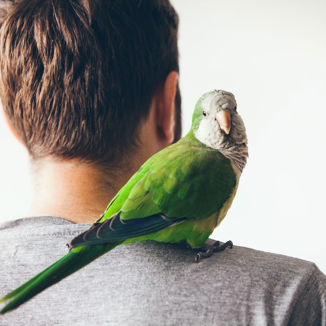 pet-euthanasia Green Parakeet Sitting On Mans Shoulder