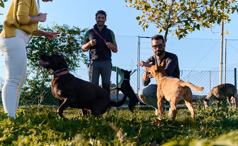 Owners And Dogs At Park Owners And Dogs At Dog Park
