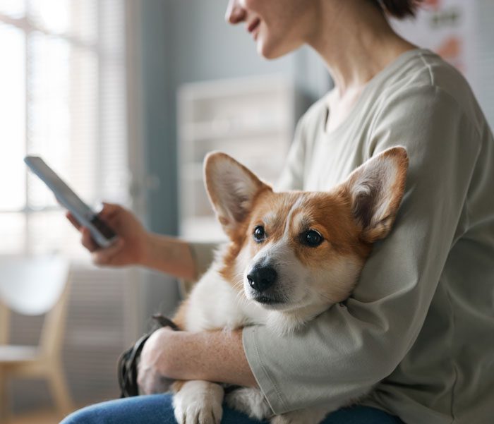 Pet Owner On Phone Pet Owner On Phone With Dog On Lap