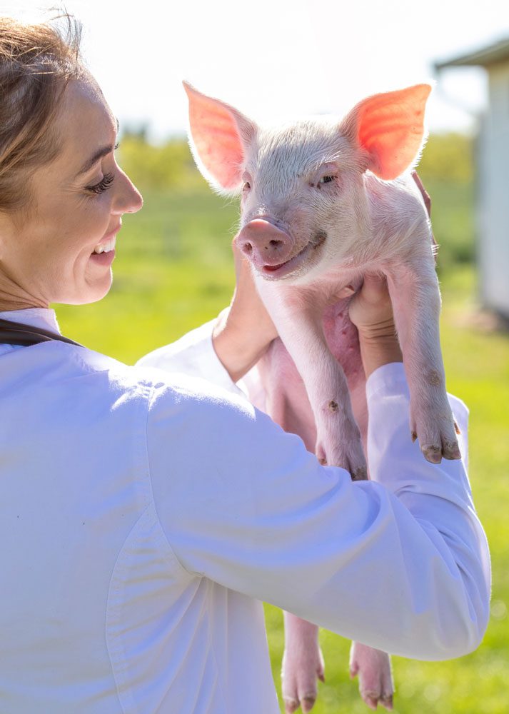 Piglet Held By Women Vet