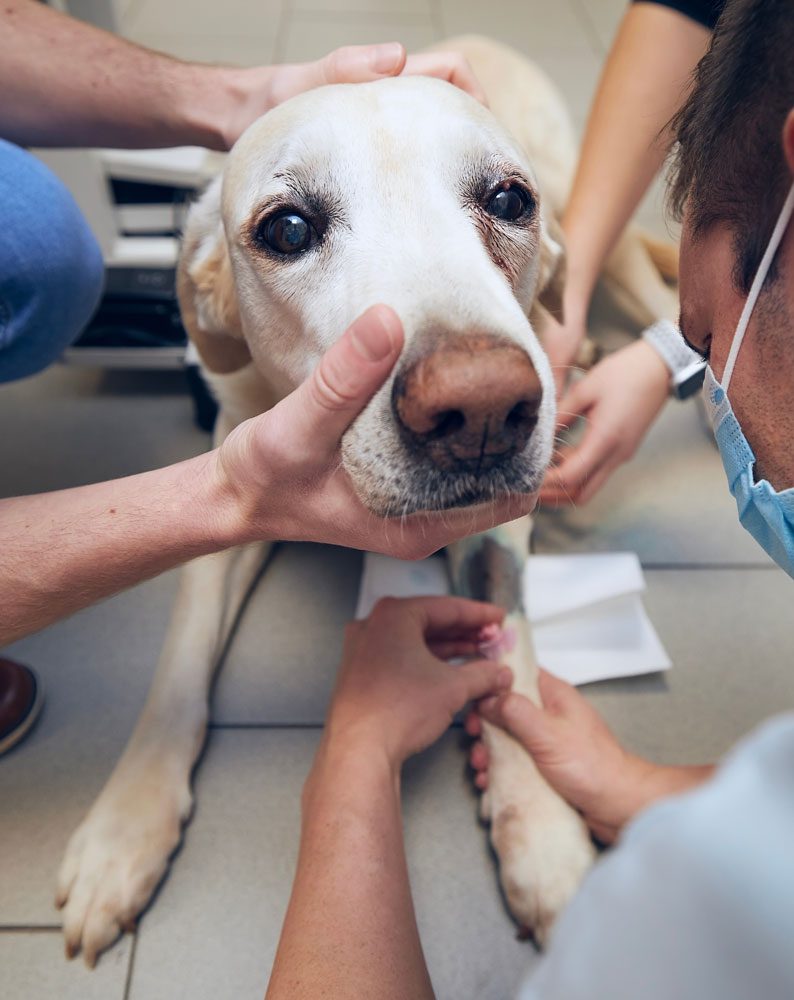 cat-and-dog-spay-and-neuter-beverly-hills-fl Sick Dog Getting Prepped For Surgery