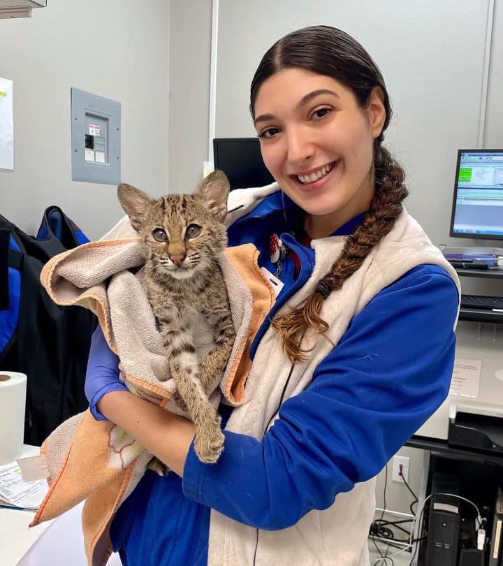 Vet Assistant Holding Cat Vet Assistant Holding Cat In Blanket