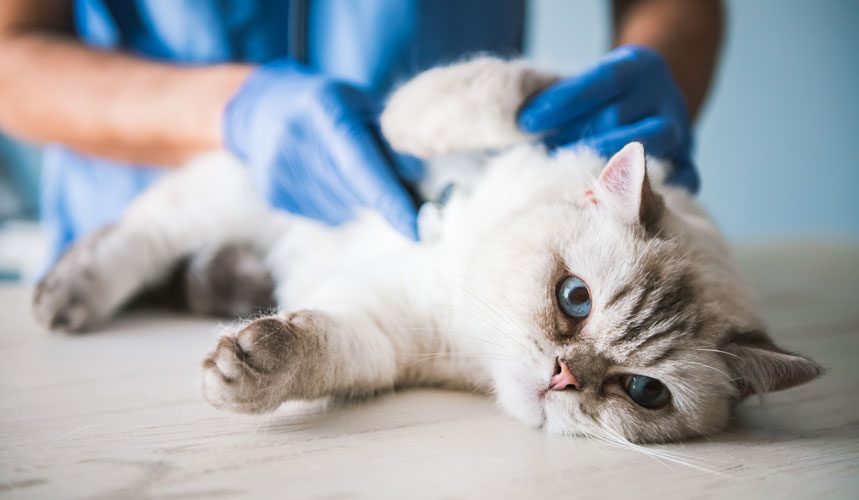 Vet Checking Lying Cat