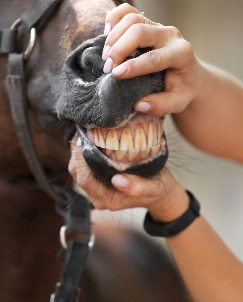 Vet Checking Horses Teeth