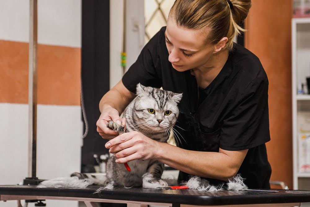 Vet Cutting Cats Toenails After Trimming