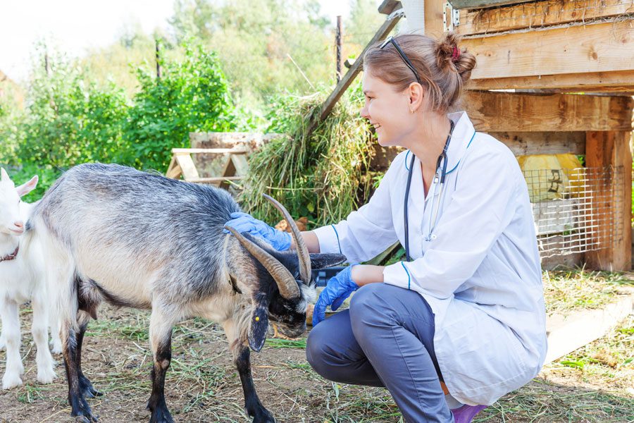 pet-ambulance Vet Examining Goat