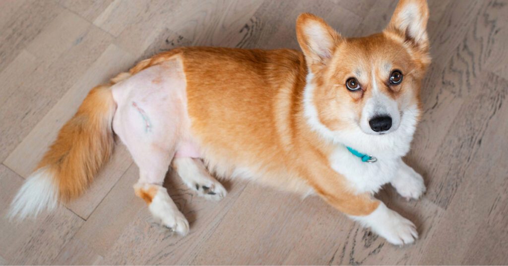 corgi laying down with shaved hind leg after surgery
