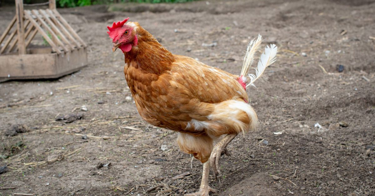 rhode island red chicken with two tail feathers remaining