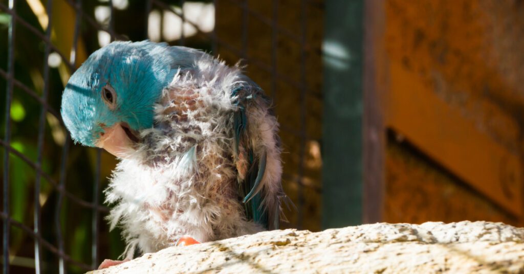 pet bird picking at feathers on chest