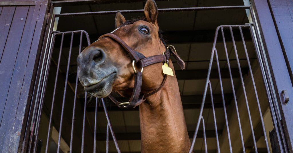 viewpoint of looking up at horse in stall
