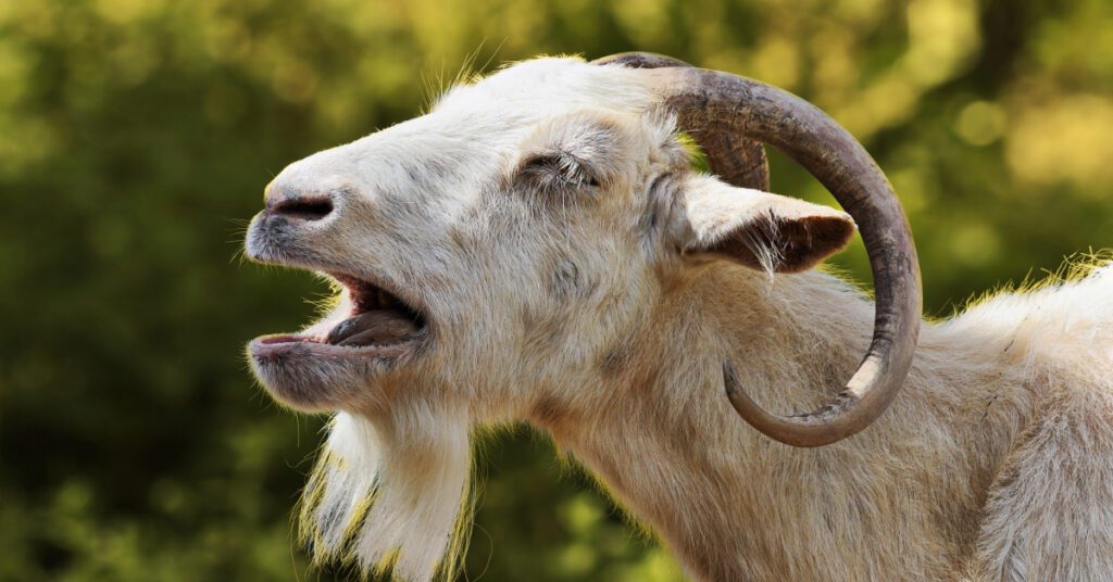 white goat yelling with mouth open