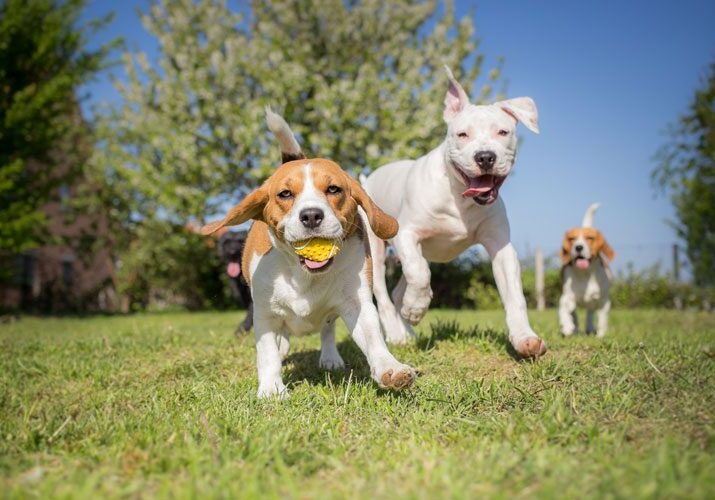 3 Dog Ball