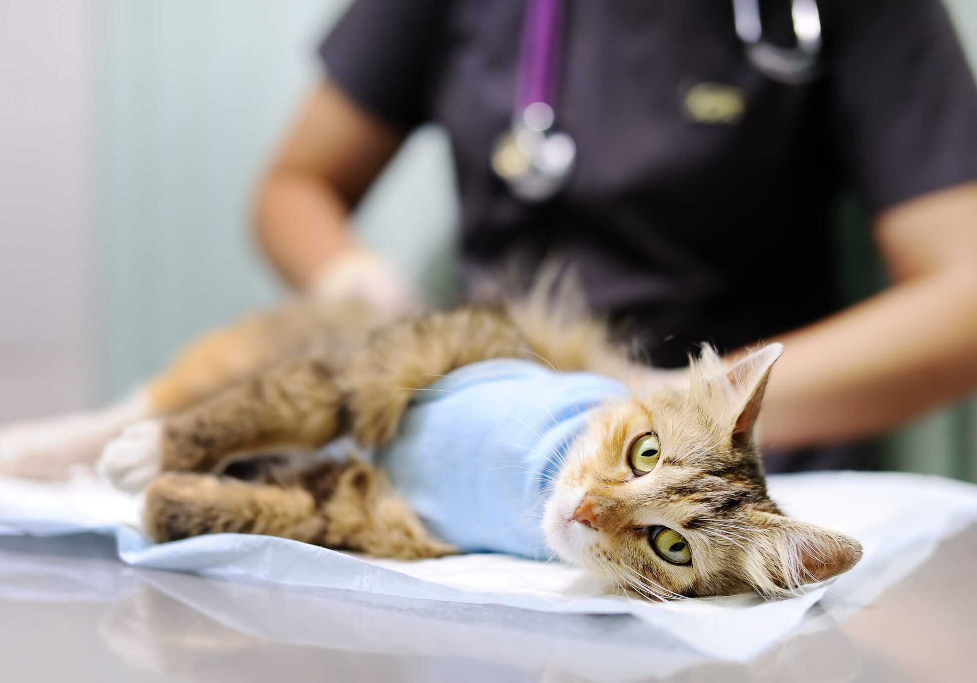Female Veterinary Doctor Puts The Bandage On The Cat After Surgery Female Veterinary Doctor Puts The Bandage On The Cat After Surgery