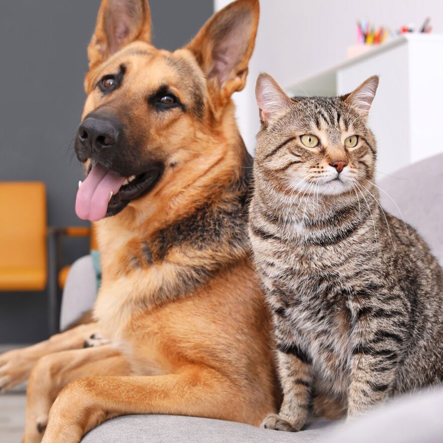 cat-and-dog-vaccinations-beverly-hills-fl Big Dog And Cat Sitting On Couch
