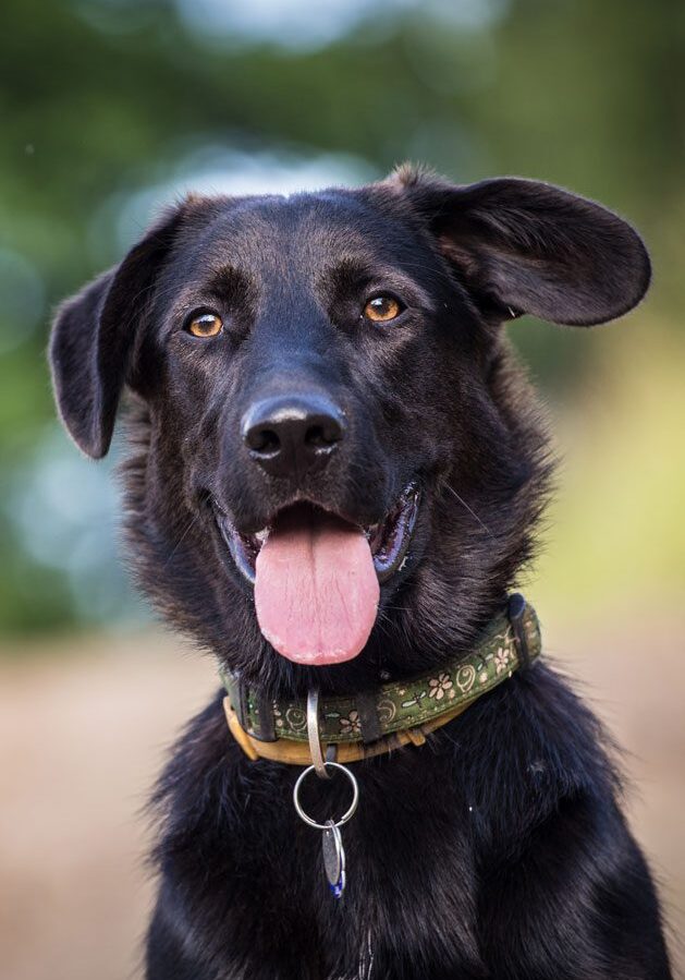 Black Dog With Tongue Out