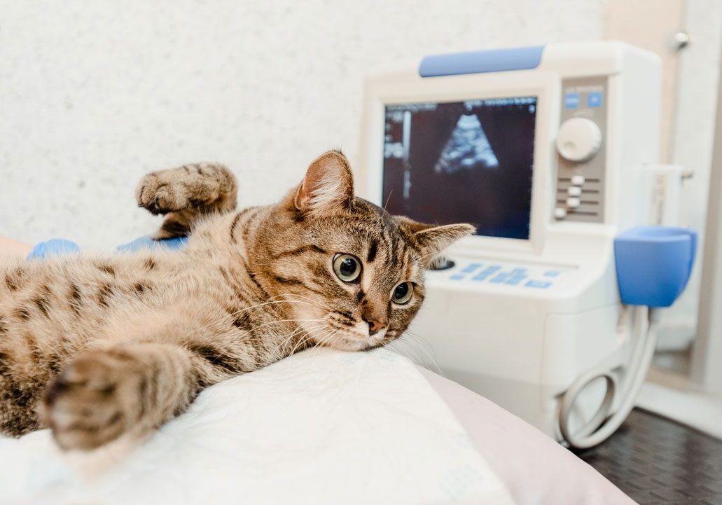 Cat Getting An X Ray Cat Getting An X Ray