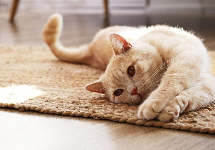 Cat Rug