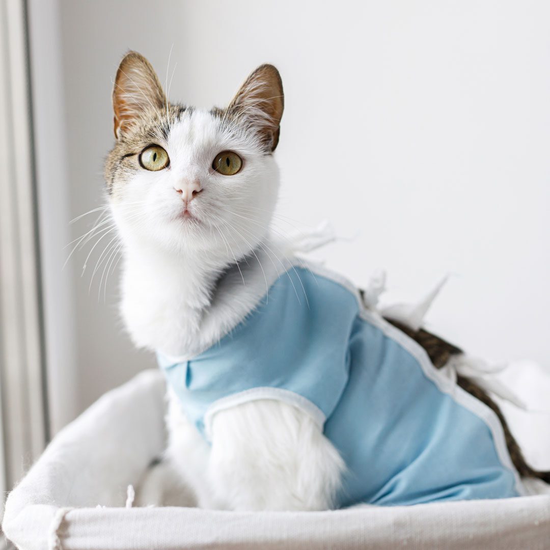Cat Wearing Bandage