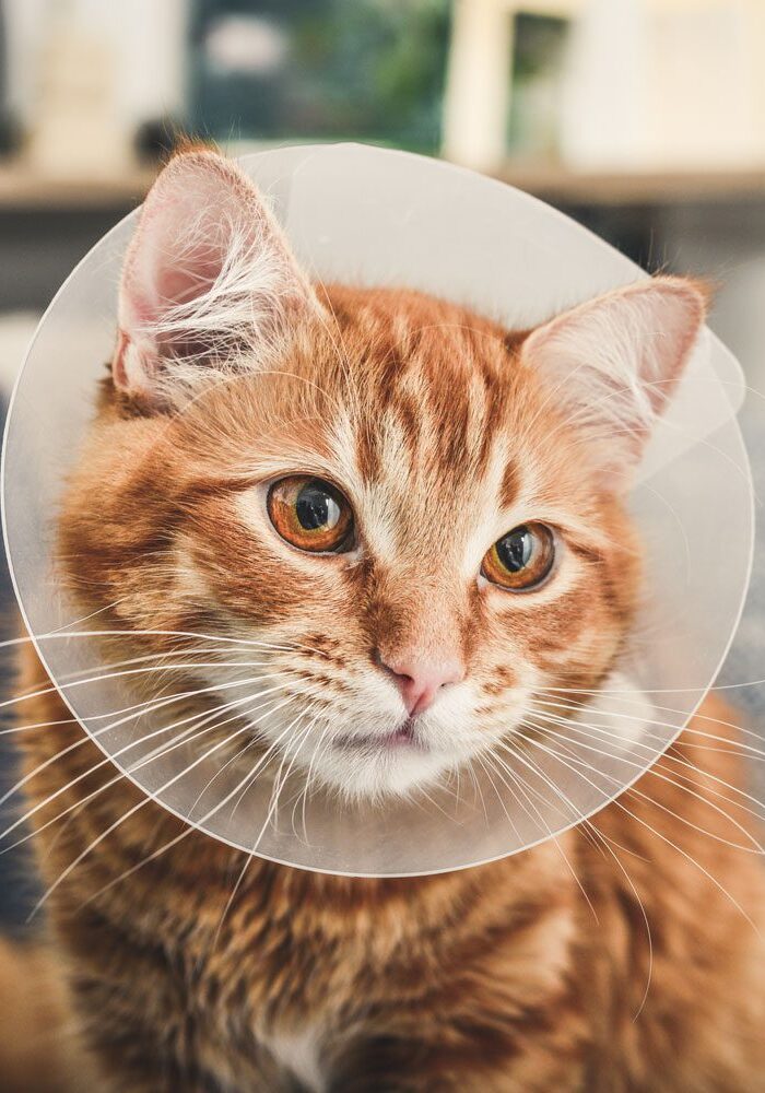 Orange Cat With Cone