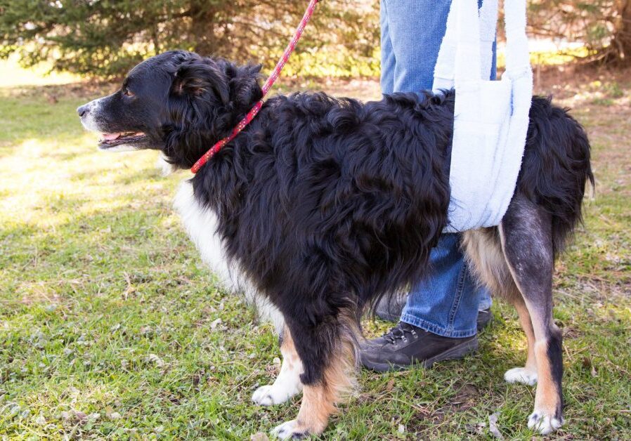 dog being supported by sling after knee injury