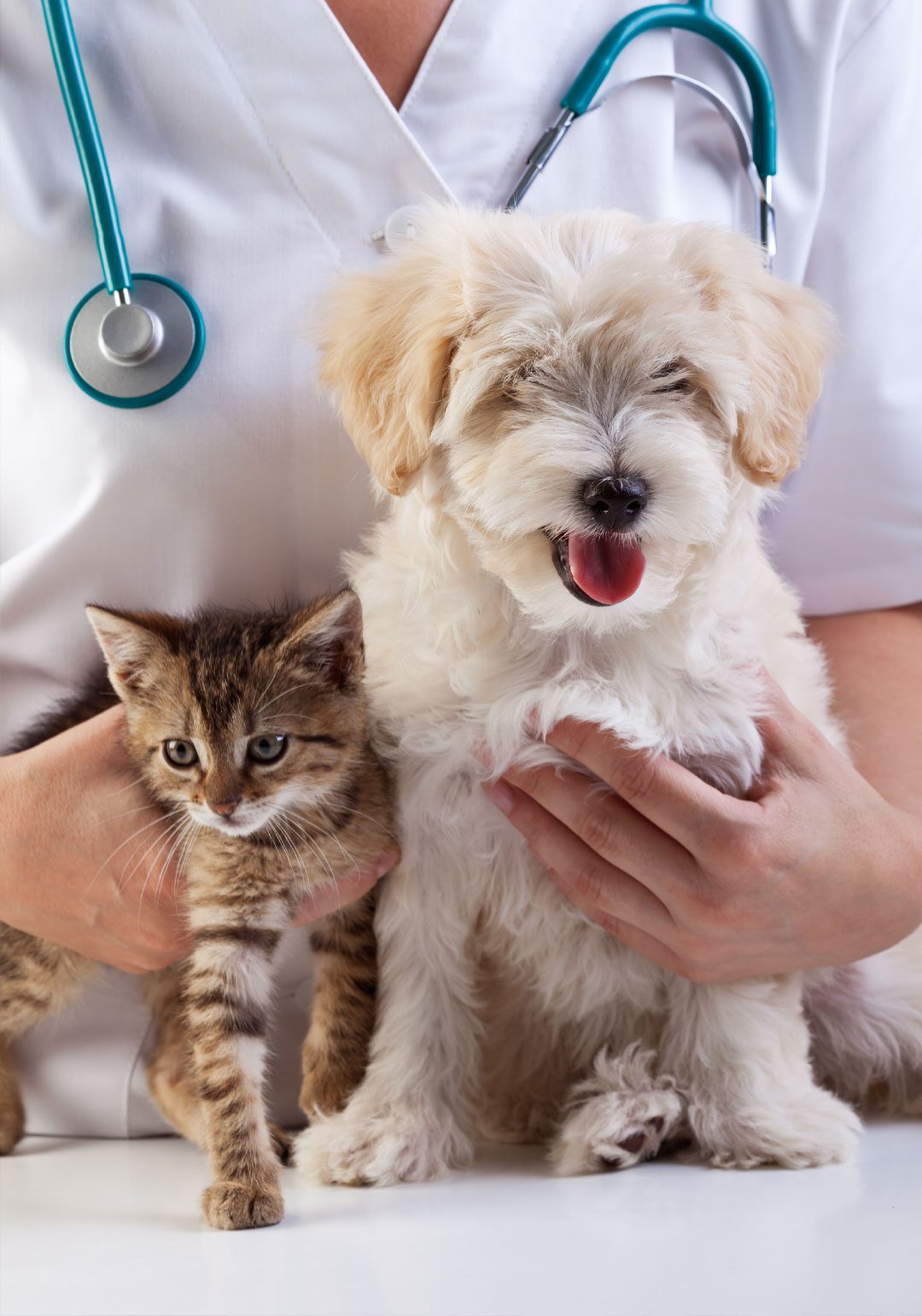 Dog And Cat With Vet Holding Them